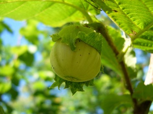 Noisette , Noisetier  x  J.R.-2